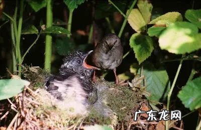 “胎教”不仅存在于人类,雏鸟在蛋里就能识别妈妈的声音