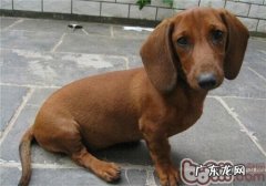 腊肠犬的保养基本常识