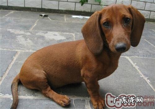 腊肠犬的保养基本常识