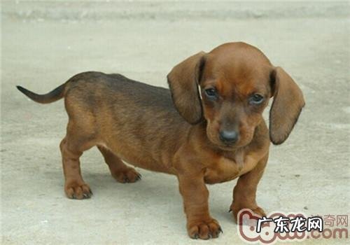 腊肠犬的性格特征