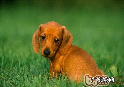 腊肠犬的形状特点