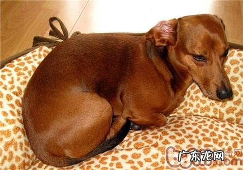 腊肠犬的种类介绍