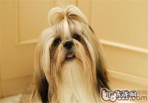 拉萨犬的喂养关键点