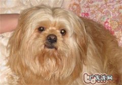 拉萨犬的保养基本常识