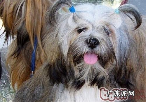 拉萨犬的性格特征