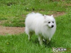 日本嘴尖犬的喂养关键点