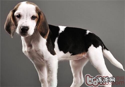 美国猎狐犬的性格特征