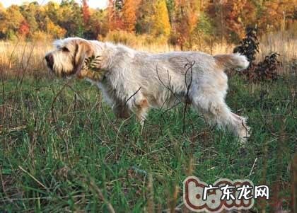 史毕诺犬的喂养关键点