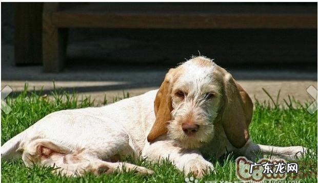 史毕诺犬的性格特征