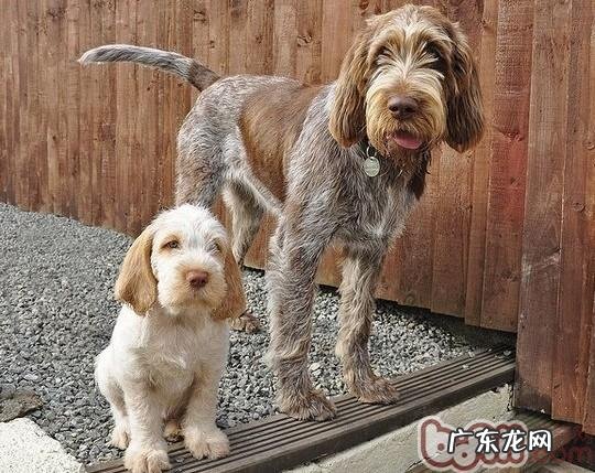 史毕诺犬的形状特点