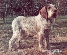 史毕诺犬的品种介绍