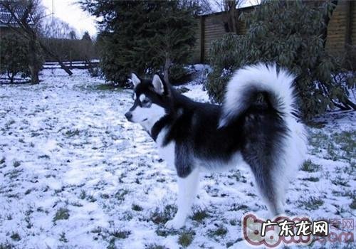 阿拉斯加犬雪橇犬的高智商吗?