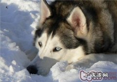 给阿拉斯加犬雪橇犬美容护肤时的常见问题
