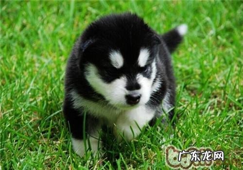 阿拉斯加犬雪橇犬多少钱一只