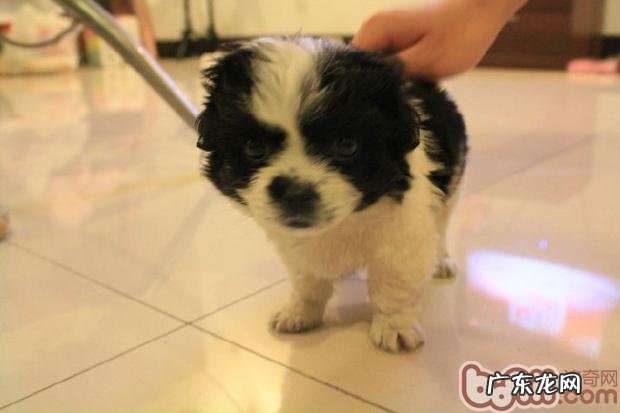 日本仲的喂养关键点