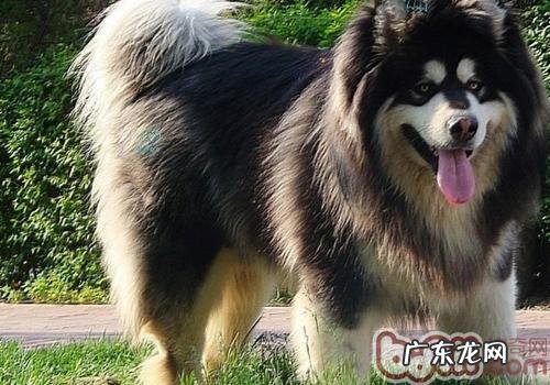 阿拉斯加犬雪橇犬的喂养方式