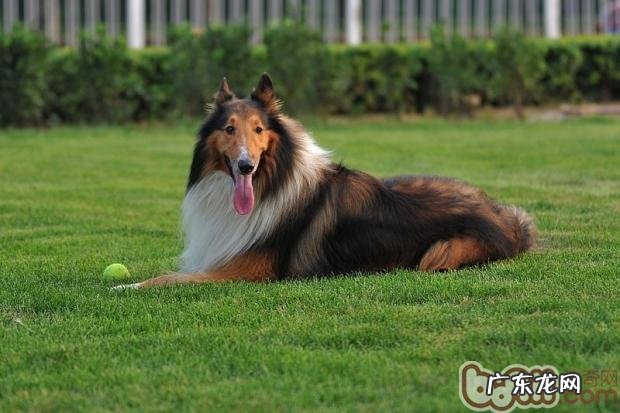 英国德牧犬好养吗