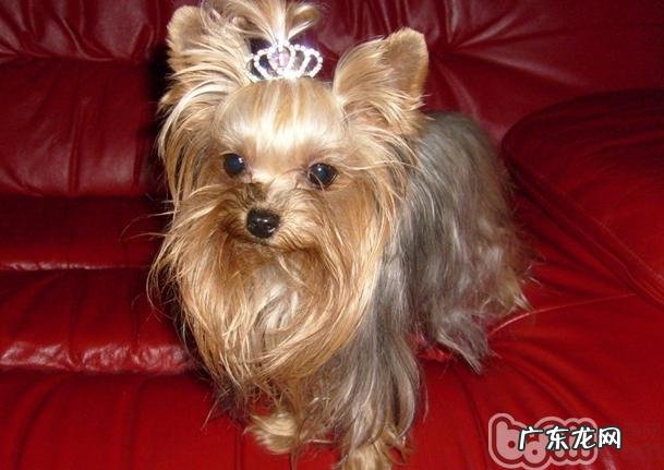 合适家里养的小型狗