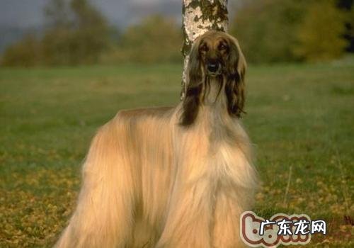 阿富汗猎犬要多少钱