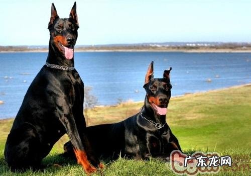 杜宾犬合适家里养吗