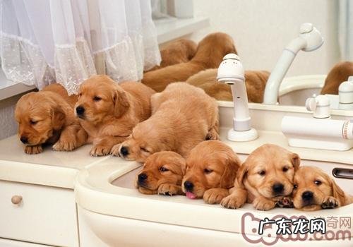 小狗干洗店粉如何使用