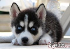 金毛和阿拉斯加犬的差别