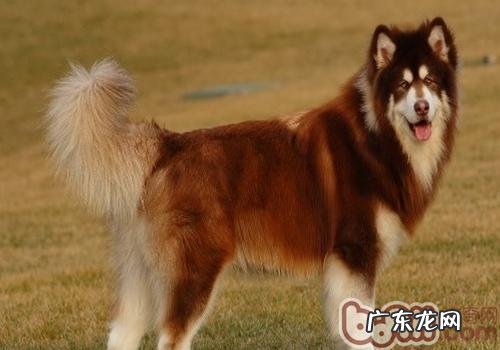 金毛和阿拉斯加犬的差别