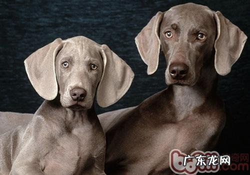 威玛猎犬的喂养关键点