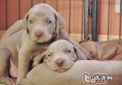 威玛猎犬的性格特征