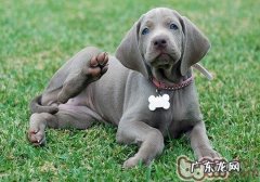 威玛猎犬的形状特点