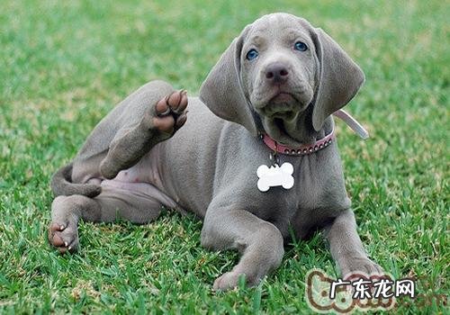 威玛猎犬的形状特点