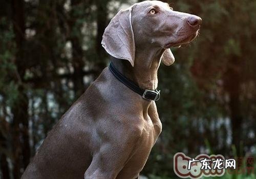 威玛猎犬的种类介绍
