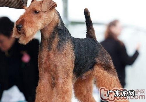 威尔士梗的喂养关键点