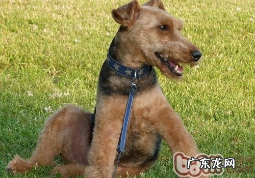 威尔士梗的性格特征