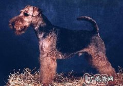 威尔士梗的护理知识