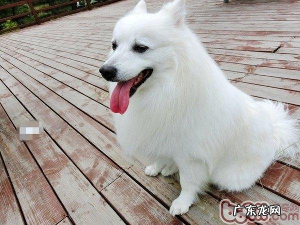 日本嘴尖犬的护理知识