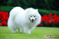 日本嘴尖犬的形状特点