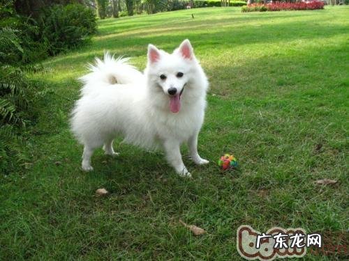 日本嘴尖犬的品种介绍