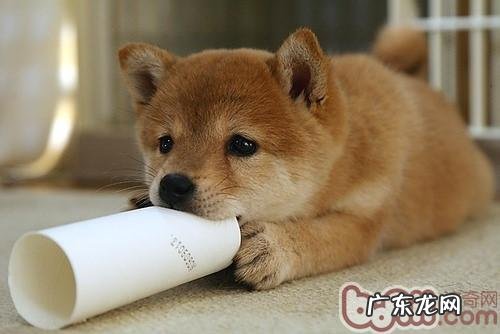 秋田犬的喂养关键点