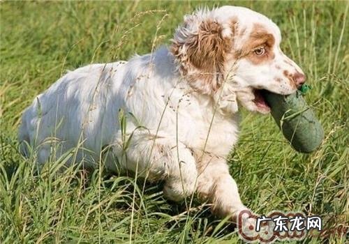 克伦伯猎鹬犬的形状特点