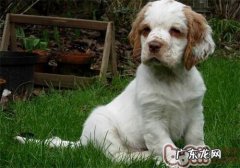 克伦伯猎鹬犬的品种介绍