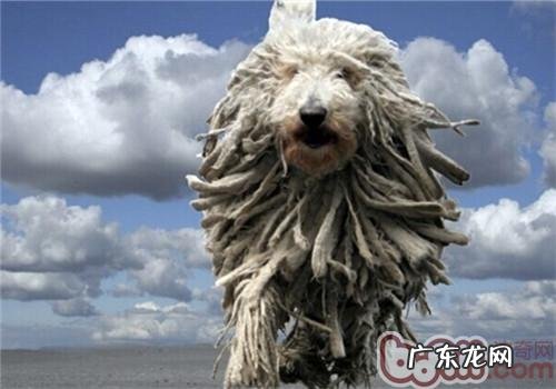 可蒙犬的喂养关键点