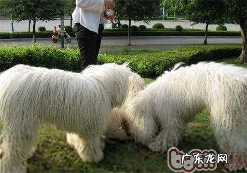 可蒙犬的性格特征