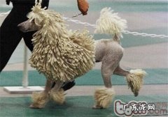 可蒙犬的种类介绍