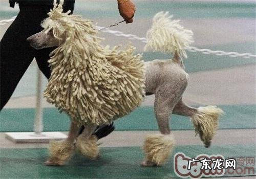 可蒙犬的种类介绍