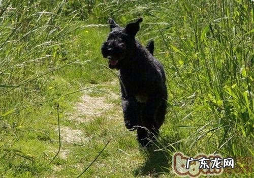 凯利蓝梗的喂养关键点