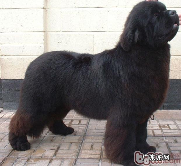 纽芬兰犬的喂养关键点