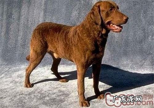 乞沙比克牧羊犬的种类介绍