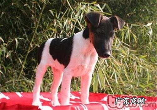 平毛猎狐梗的保养基本常识