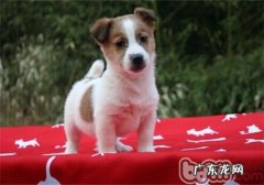 平毛猎狐梗的喂养关键点